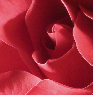 rose blush